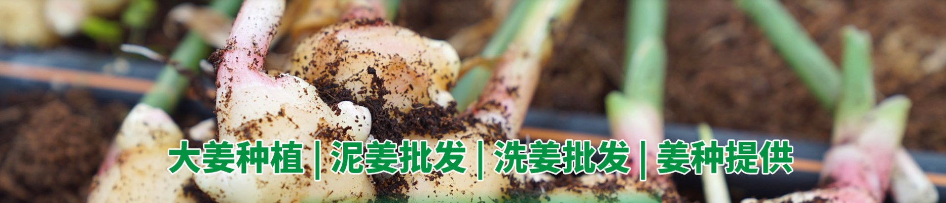 沂水县生姜种植基地